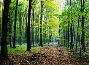 Pomoć prirodi: Kompanija Epl ulaže 200 miliona dolara u obnovu šuma