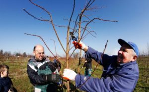 Voću nije zasmetao: Minus dobrodošao da zaustavi vegetaciju