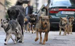 Na području Semberije pojačane mjere na sprečavanju pojave i širenja bjesnila