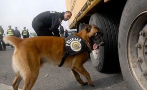 Hrvatski MUP nabavlja pse koji će na granicama otkrivati drogu i eksploziv