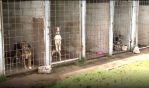 Gradska uprava Banjaluka:  Udruženje za zaštitu životinja „Kerber“ zemljište koristi nelegalno