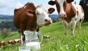 Povratak na tržište EU oporavalja mljekarstvo u BiH