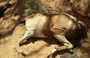 Pakao u Australiji, životinje padaju mrtve