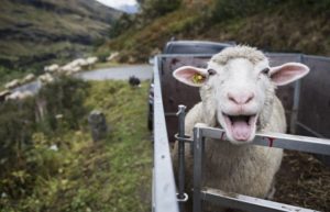 Dnevna doza humora: Stopiraju seljak i ovca