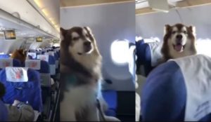 VIDEO – Veliki pas mirno i kulturno sjedio u avionu