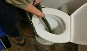 Australijanku zmija ujela na WC šolji