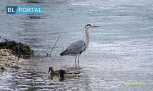 Banjaluka priprema popis biljnih i životinjskih vrsta