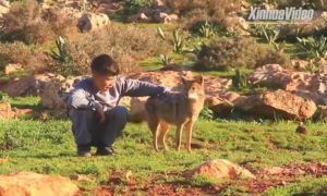 VIDEO – Dječak pripitomio vuka i sada zajedno čuvaju ovce