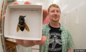 FOTO – Ponovo otkrivena „izumrla“ džinovska pčela