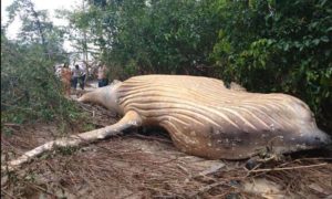 FOTO – U džunglama Brazila pronađeno mladunče kita