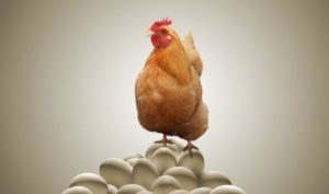 Genetski modifikovane kokoške polažu jaja s proteinima za proizvodnju lijeka protiv raka