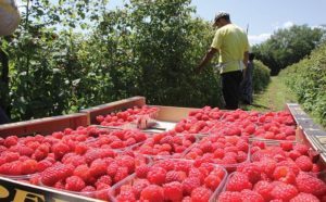 Vremenski uslovi pogodovali: Počela berba maline u Srpskoj