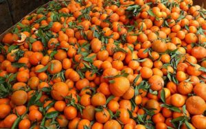 Zabranjen uvoz 20,4 tona mandarina iz Turske