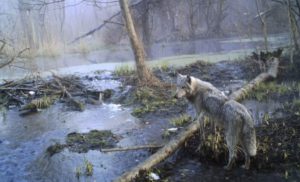 FOTO – Osveta prirode: Divlje životinje u Černobiljskoj zoni