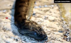 FOTO – Nestvaran ulov! Pet dječaka iz mora izvuklo zmiju od 2,5 m