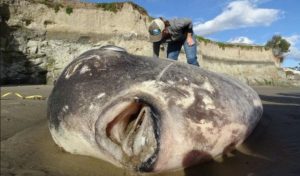 FOTO – More izbacilo čudnu ribetinu od 300 kilograma