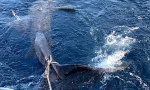 U Piranskom zalivu uhvaćen morski pas dug osam metara