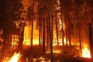 U Grčkoj vatrena stihija napravila ogromnu štetu: Izgorjelo više od 100.000 hektara šume