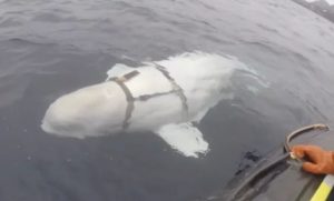 VIDEO – Norveški ribari pronašli ruskog vojnog kita