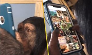 Čimpanza koja surfuje po Instagramu osvojila internet