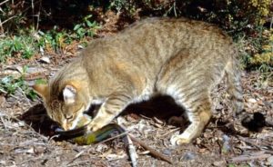Australija planira ubiti milion divljih mačaka otrovnim kobasicama