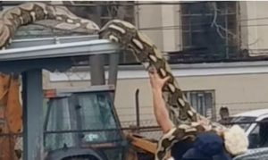 VIDEO – Pogledajte ogromnu zmiju koja je bila na krovu