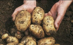 Genijalan trik: Evo kako krompir možete oljuštiti za par sekundi