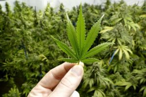 Pripadnici policijske uprave Trebinje: Otkriveno 30 stabljika marihuane i eksploziva