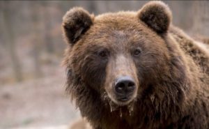 Medvjed napao muškarca kod Kotor Varoša i nanio mu teške povrede