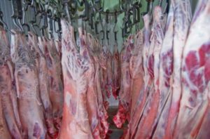 Krenuo izvoz iz BiH: Obezbijeđeno 1.000 tona goveđeg mesa za tursko tržište