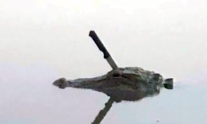 Aligator sa nožem u glavi plivao u jezeru u Teksasu
