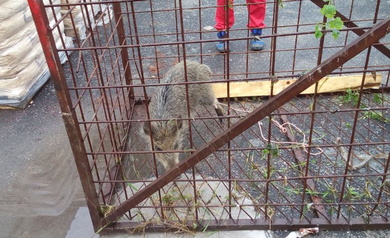 FOTO – Divlja svinja zalutala u banjalučko naselje Lauš