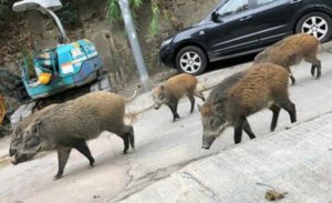 VIDEO – Lovci na beogradskim ulicama love krdo divljih svinja