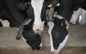 Da bi smanjili emisiju gasova: Naučnici uče krave da idu u poseban toalet