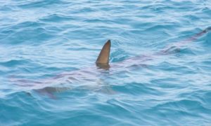 Čovjek u šoku nakon napada morskog psa: Bilo je iznenada, nisam znao šta učiniti