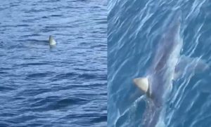 VIDEO – Morski pas snimljen uz obale Makarske