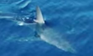 VIDEO – Treći put snimljen isti morski pas; Sada opet kod Makarske