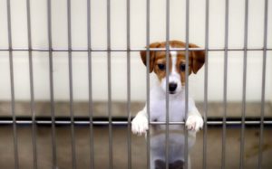 Banjalučani dobili ljubimce: Akcija udomljavanja pasa iz azila opravdala očekivanja