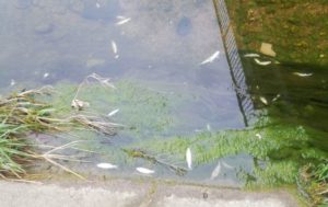 Inspekcija utvrđuje razloge uginuća ribe u Širokoj rijeci