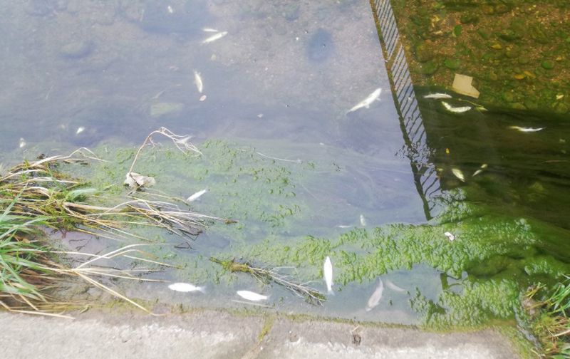 Banjaluka: Ribe se ”ugušile” u otpadnim vodama
