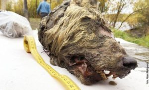 „Reži“ i poslije 40.000 godina – džinovski praistorijski vuk iz sibirskog permafrosta