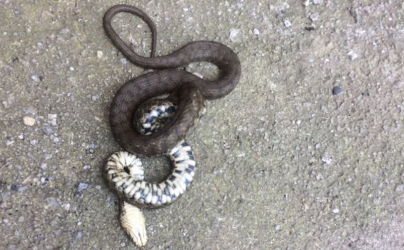 Kako otjerati zmije iz dvorišta: Evo šta možete iskoristiti