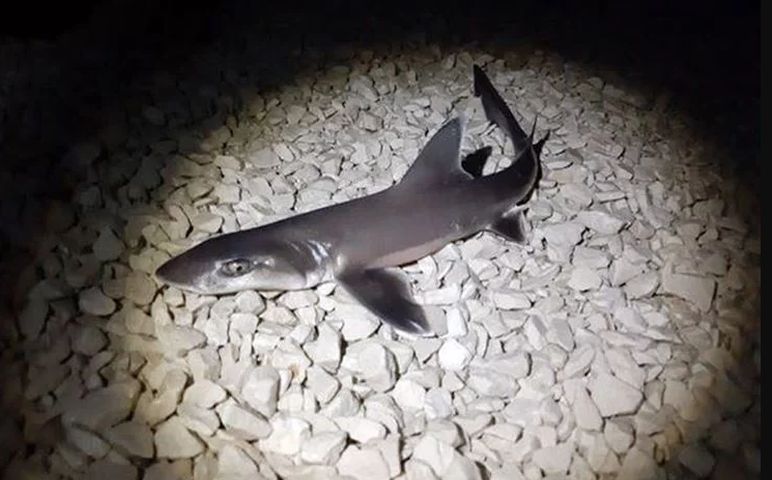 Sezonac iz BiH na splitskoj plaži upecao ajkulu