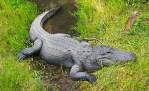 VIDEO – Aligator se naselio u parku, niko ne zna kako je došao tu
