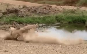 VIDEO – Lavica napala antilopu, njezin manevar postao hit