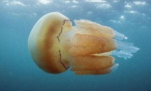 Meduza veličine čovjeka uočena u britanskim vodama