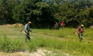 Gradska uprava Banjaluka: Sljedeće sedmice počinje akcija košenja ambrozije