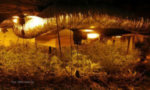 Novi detalji o uzgoju marihuane u Srpcu: Švercovali drogu na veliko