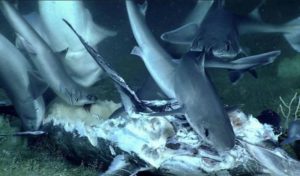 VIDEO – Riba u jednom zalogaju progutala cijelog morskog psa