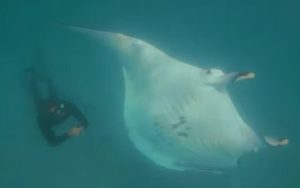 VIDEO – Divovska raža potražila pomoć ronilaca
